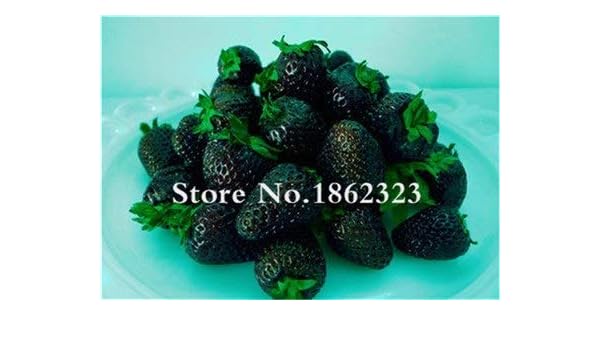 Pinkdose Bonsái de Frutas 100 pzas Super Gigante Fruta de Fresa ...