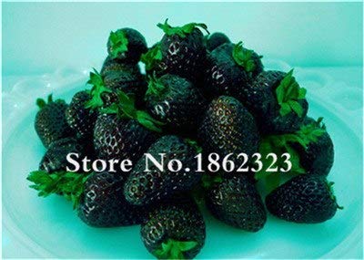 Pinkdose Bonsái de Frutas 100 pzas Super Gigante Fruta de Fresa ...