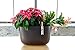 Wally Eco Espresso Living Wall Planter Vertical Gardenthumb 3