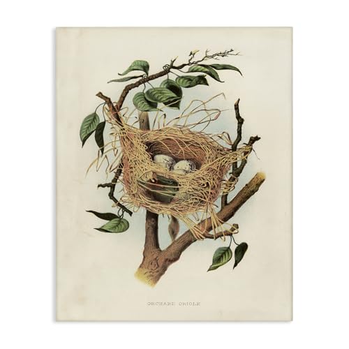 Stupell Industries Eggs in Birdnest Study Canvas Wall Art Design by Tina Higgin…