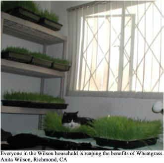 Organic Dog & Cat Wheatgrass Growing Kit for Pet - Dogs Cats & Pets Love To Eat Wheat Grass for Better Health