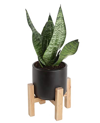 2 Costa+Farms+Sansevieria+4+25+Inch+Mid+Century