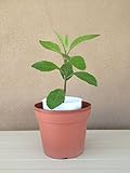 Gynura Procumbens, Longevity Spinach