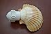 Yellow Mexican Cup Sea Shell Night Light Bathroom Kitchen