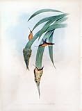 Phaethornis Griseogularis: Gould