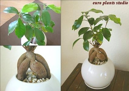 送料無料 ペット用品 ガジュマル 多幸の木 観葉植物 鉢植え インテリア 多幸の木 車 バイク がじゅまる ガジュマルの木 北欧 おしゃれ ホワイトサークル B005n6busm 新作製品 世界最高品質人気 正規品送料無料 100 品質保証 激安超特価