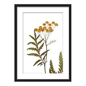 Framed Wall Art - Plant Specimen - Giclee Printed Art in Black Picture Frames White Matting - 23x31 inches