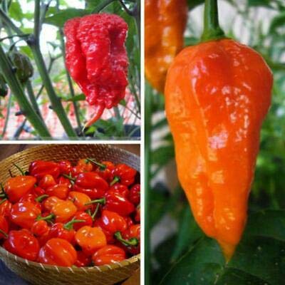 All Season Gardens Vegetable Worlds Hottest Carolina Reaper Chili Pepper, 40+ Seeds