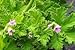 Attar of Rose Scented Geranium Live Plant