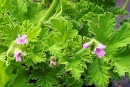 Attar of Rose Scented Geranium Live Plant Attar of Rose Scented Geranium Live Plant