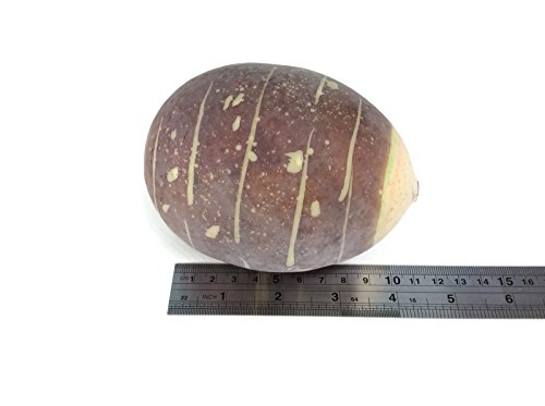 perfect2desire Taro Root Fake Food Fruit Artificial Lifelike Simulation Faux Fake Fruit Potatoes Fake Vegetable - Thumbnail 4