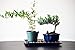 9GreenBox Bonsai Humidity Drip Tray with Pebbles Rocks, 8-Inch x 6-Inch