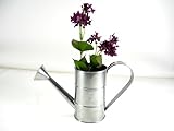 Unique Coated Tin 1 Qt Watering Can
