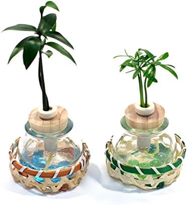 スポンサー プロダクト 日本古来の樹木シリーズ 良縁を結ぶ梛 ナギ の木 店舗 槇 マキ 花言葉 慈愛 2個セット タマビン と セラハイト 色あせぬ恋 水やり簡単 清潔 籐籠付き 土なし