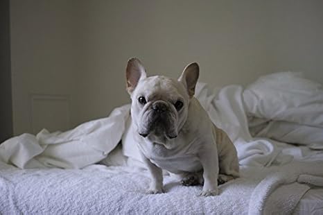 Amazon Co Jp ラミネート加工ポスターフレンチブルドッグかわいい犬ポスタープリント24 X 36 Home Kitchen