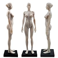 11inch Resin Female Human Body Musculoskeletal Anatomical Model CG Painting Sculpture 1:6 White