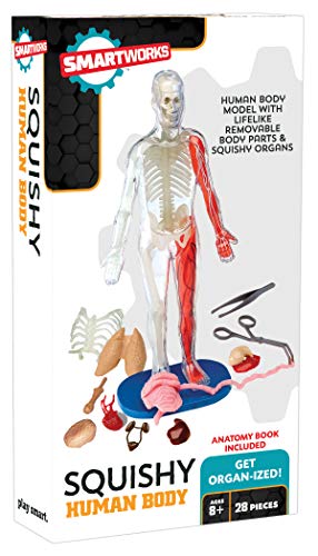 SMARTWORKS Squishy Human Body