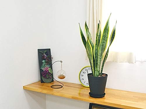 フラワーコーポレーション サンスベリア 観葉植物 グリーン 6号ブラックセラート鉢植え B07sqc8skt 2 244円 人気海外一番 100 品質保証 全品送料無料 即日出荷 Sale開催中