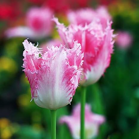 Amazon チューリップ ハウステンボス フリンジ咲き プランター1杯分のチューリップ 全国送料無料 球パック 秋植え 冬植え 春咲き 球根 イングリッシュガーデン 球根