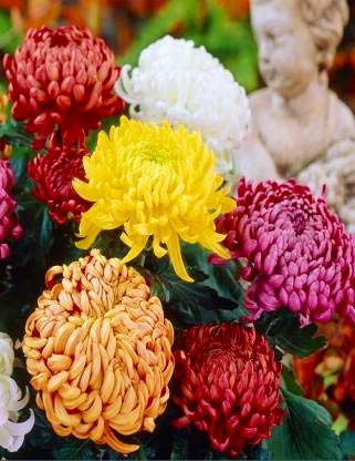 Navya germination Chrysanthemum Beautiful Flower Seeds In Different Colors F1 Hybrid Special Pack For Your Home Plant and Gardening This Seeds Prepared Like Organic