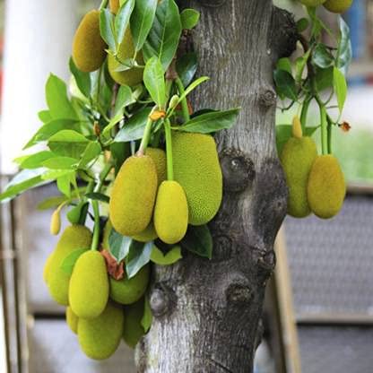 Live High Yield All Season Vietnam Super Early Jackfruit Plant for Home Garden - Healthy Live 1 Plant