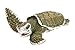 Safari Ltd. Kemp's Ridley Sea Turtle Baby Figurine - Lifelike 5