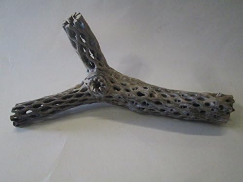 Unique Cholla Wood Piece x1 Cactus Wood Natural Aquarium Decor Organic For Shrimp Fish