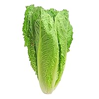 3000 Parris Island Cos Romaine Lettuce Seeds Lactuca Sativa by RDR Seeds