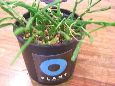 Amazon Co Jp サボテン リプサリス エワルディアナ Bk缶ポット 希少 珍種 Diy 工具 ガーデン