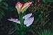 Solar Calla Lily, Solar Lights, Decorative Garden Lights