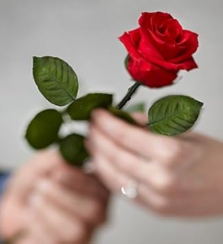 Amazoncom Single Stem Infinite Rose Single Long Stem Infinite