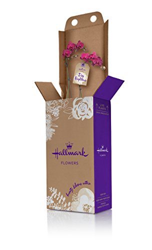 Hallmark Flowers Orchid, Purple in 4-Inch Twig and Moss Container