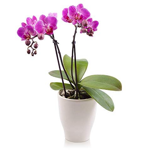 Top 10 Orchids For Delivery Prime of 2020 No Place Called Home