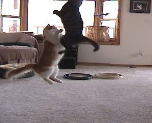 Da Bird Pull Apart Value Pack (1 Pull Apart Da Bird Pole Cat Toy & 2 Extra Guinea Feather Refills)