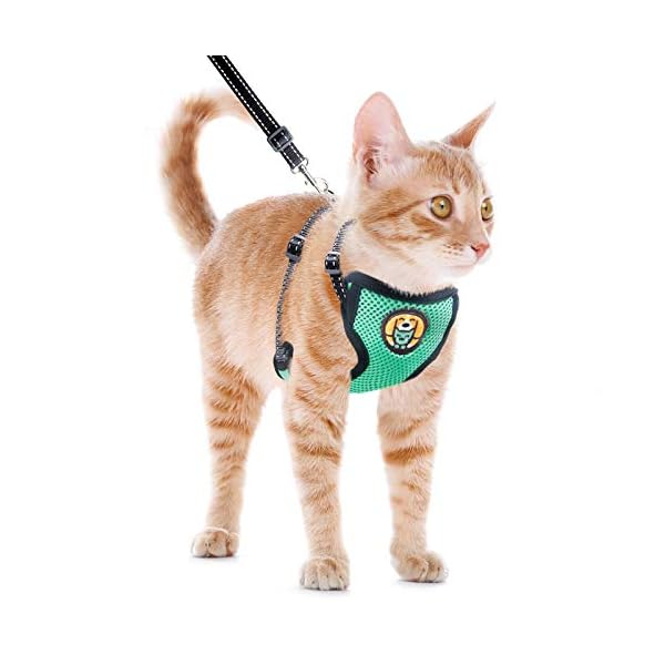 kitten walking harness
