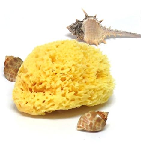 Natural Sponge, 3 to 3.5 Inch Aegean Sea Sponge, Honeycomb Sponge