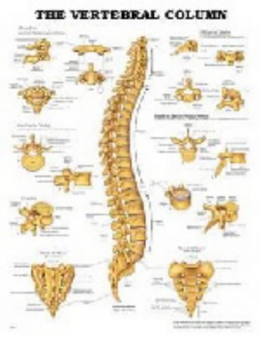 Anatomical Chart Vertebral Column Chart Laminated Poster 20" x 26" Living Room Decor, White, Large
