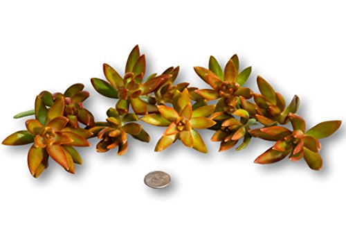 Fat Plants San Diego Ten Sedum Nussbaumerianum Cuttings