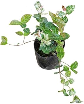 Amazon ハツユキカズラ 24ポットセット 常緑 カラーリーフ グランドカバー 寄せ植え 花