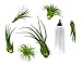 Plants for Pets 6 Live Air Plant Variety Pack | Large Tillandsia Terrarium Kit with Spray Bottle Mister for Water / Fertilizer, Assorted Species