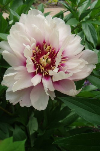 Cora Louise Itoh Peony: 3-5 Eye Bareroot- Great for Fall Planting!