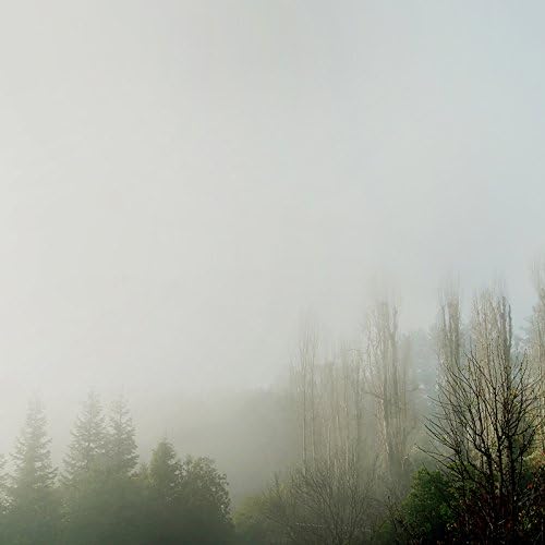 Fog and Trees - 8x10 Photography - Winter Pines Photograph