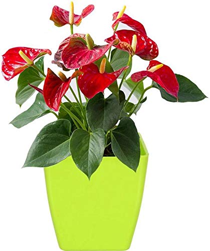 Antier 2 Inch Plastic Indoor Planter/Table top Planter/Plant Container/Flower Pot (Pack of 1) in Multicolor