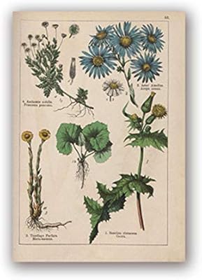 Botanical Collection Vintage Posters And Prints Herbs 1898s Russian Language Wall Art Pictures Canvas Painting Home Wall Decor Painting Calligraphy Buy Online At Best Price In Uae Amazon Ae