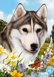 husky grey and white