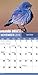 2016 Backyard Birds Wall Calendar