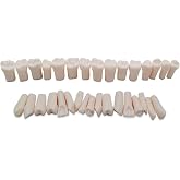 HAMModel Realistic 32Pcs Removable Dental Teeth Set - Universal Compatibility for Typodont Models, Essential Tool for Dental Teaching &amp; Skill Practice