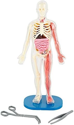 Know How? Squishy Human Body