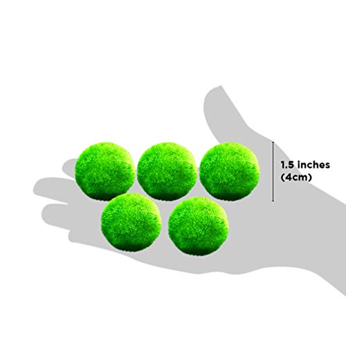 Luffy Large Marimo Moss Balls for Betta Fish, 1.5 Inches, Aesthetically Beautiful Plants, Create Healthy Environment for Aquatic Pets, Natural Toys for Betta Fish, Aquarium Safe, 5 Pack - Thumbnail 3