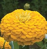 David's Garden Seeds Flower Zinnia Benary's Giant Golden Yellow D1364 (Yellow) 50 Open Pollinated Seeds